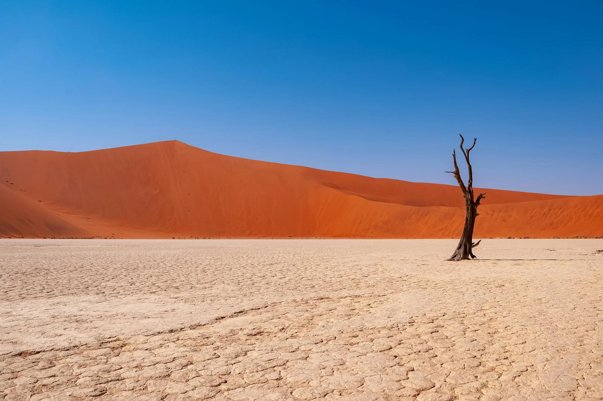 Road to COP17: "Mongolia 2026 - High-level International Dialogue"